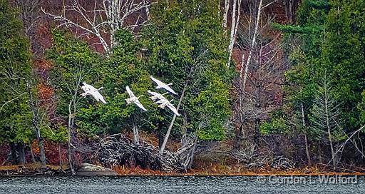 Six Swans Approaching_DSCF5295.jpg - Trumpeter Swans (Cygnus buccinator) photographed near Maberly, Ontario, Canada.